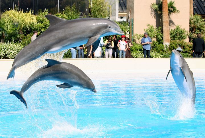 Mirage賭場三隻海豚 在6個月內神秘死亡