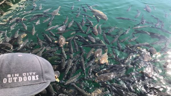 米德湖官員：遊客勿餵食魚類和鳥類