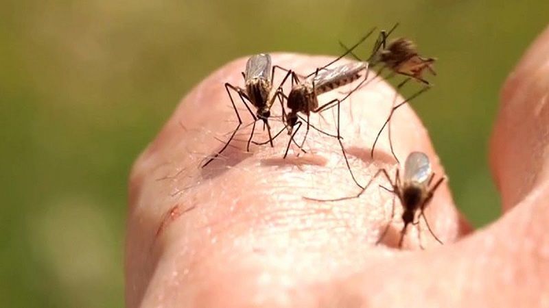 亨德森市出现西尼罗河病毒蚊子