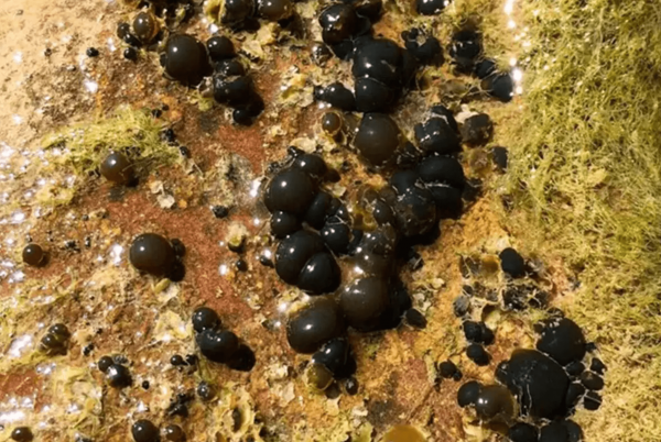 锡安国家公园水中检测到有毒蓝藻