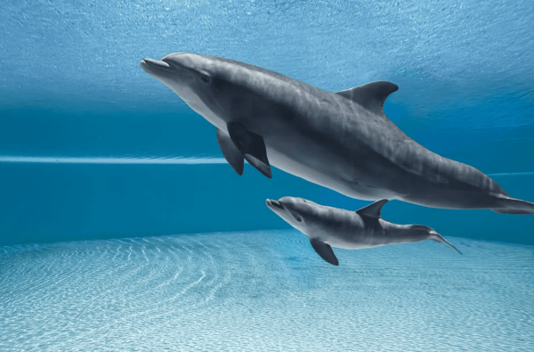 前幻象酒店一海豚在维京群岛死亡