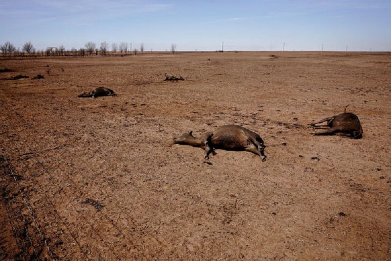 德州史上最大野火 数百牛只尸横荒野