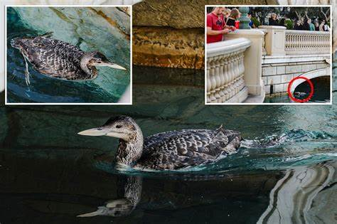 珍稀鸟类来访 百乐宫暂停喷泉表演