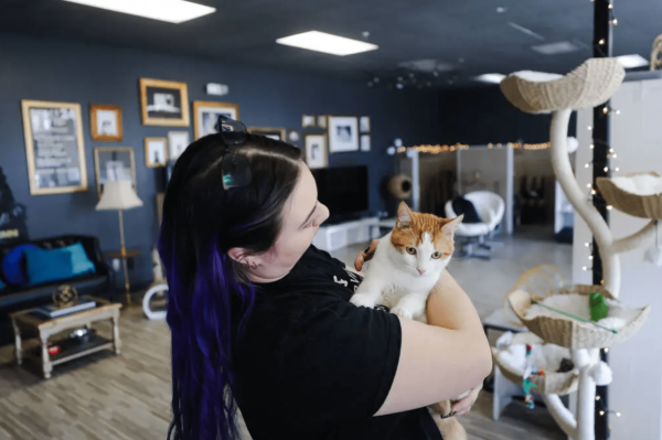 猫咖啡馆促进当地动物救援收养
