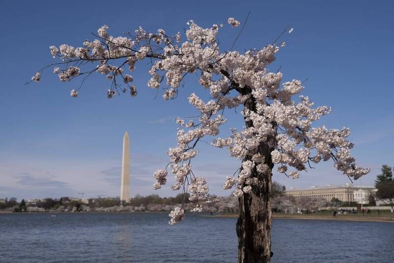 慶祝美國獨立250週年 日相岸田將捐贈250棵櫻花樹