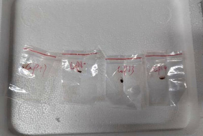 美司法部起诉2名中国科学家 涉走私有毒真菌「禾谷镰孢菌」