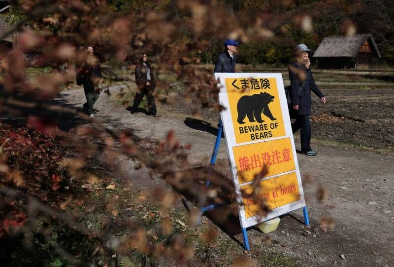 日本今年「熊害」共196人受害 13人遇襲身亡創新高