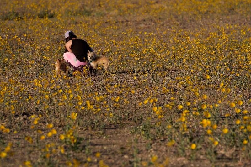 北美最乾燥之地繁花錦簇 死亡谷金色花毯十年一遇