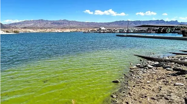 莫哈威湖两处水域检测出有毒藻华 游客接触湖水需谨慎