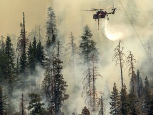 優勝美地野火延燒48小時 千年巨型紅杉遭波及