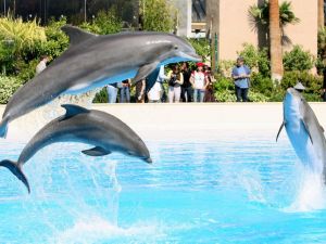 Mirage赌场三只海豚 在6个月内神秘死亡