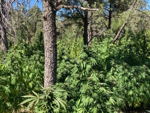 内州警方破获非法大麻种植地