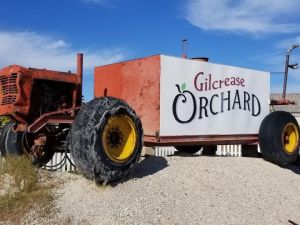 Gilcrease Orchard 本周末出售圣诞树