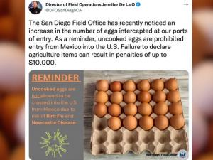 美蛋價飆漲 美墨邊境違規帶蛋數暴增3倍