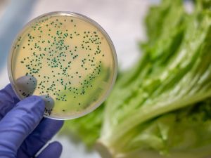 恐怖細菌引發敗血症死亡 全美10州爆發