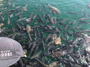 米德湖官员：游客勿喂食鱼类和鸟类