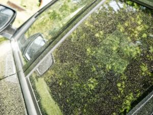 今年花粉季节提早开始 过敏将更严重