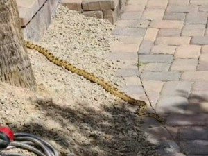 拉斯維加斯響尾蛇出沒 民眾小心