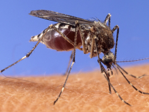 今年蚊虫活动预测“高于正常水平”
