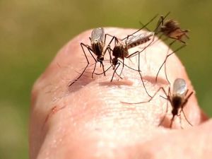 亨德森市出現西尼羅河病毒蚊子