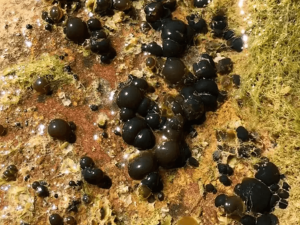 锡安国家公园水中检测到有毒蓝藻