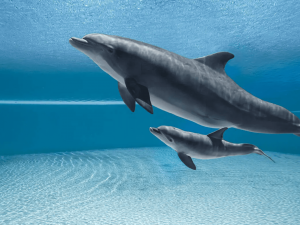 前幻象酒店一海豚在維京群島死亡