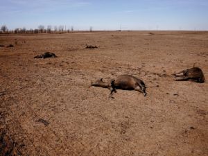 德州史上最大野火 數百牛隻屍橫荒野