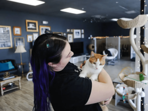 猫咖啡馆促进当地动物救援收养