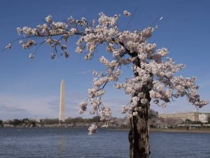 庆祝美国独立250周年 日相岸田将捐赠250棵樱花树