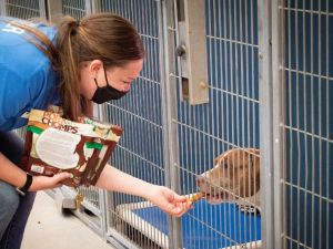 擠爆 動物收容所寵物恐被迫安樂死