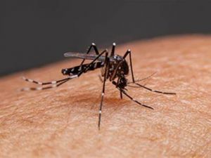 蚊虫肆虐 居民小心西尼罗河病毒风险