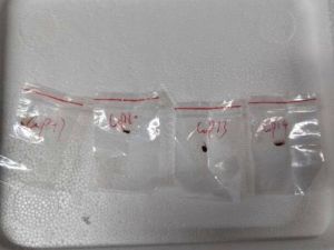 美司法部起訴2名中國科學家 涉走私有毒真菌「禾穀鐮孢菌」