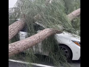 風暴後樹木砸壞汽車 保險理賠堆積如山