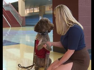 沙漠绿洲高中治疗犬　纾解学生压力