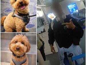 「狗有GPS会回家」女子弃犬登机被捕