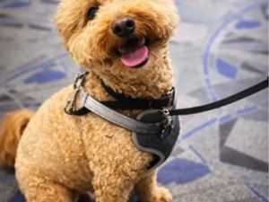 赶飞机弃养爱犬 女子未出庭遭通缉