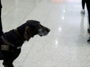 维加斯机场警犬换新车 守护四足英雄 