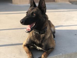 缉毒神犬Rogue立功 半年查获300磅冰毒