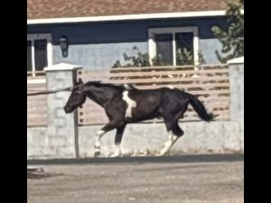 酷熱拖行愛馬致死 內州男子遭起訴